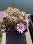 Preview: Turbinicarpus pseudomacrochele